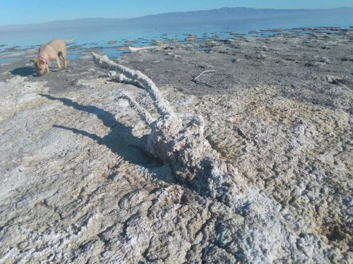 The Slow Death of the Salton Sea
