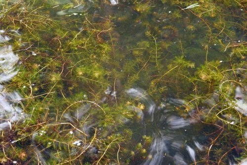 Eurasian Watermilfoil – The Menace of American Lakes