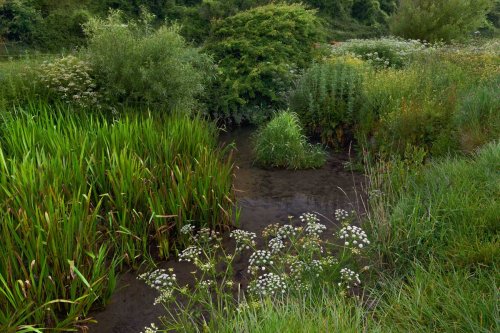 The Rain Garden Primer